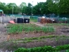 wampatuckschool_compost