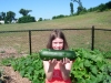 huge zucchini