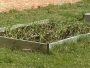 Organic Garlic Bed in March (2)