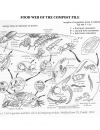 Food Web of the Compost Pile